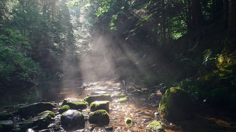 groundwater - creek in the forest