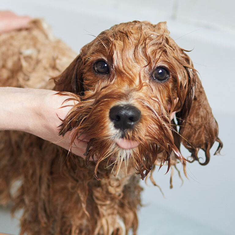 Washing dog in a tub Washing dog in a tub