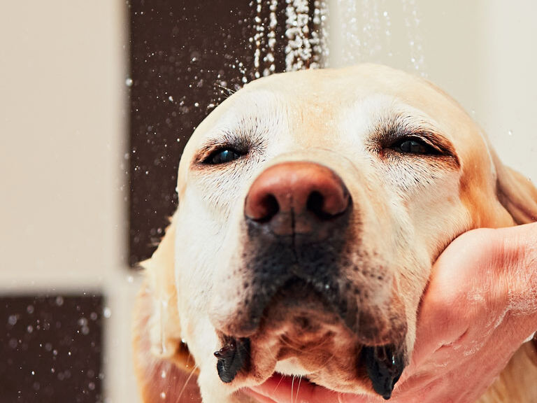 dog getting a bath