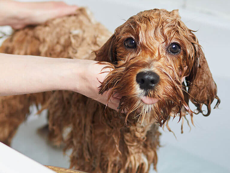 Woman bathing dog